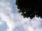 tree 2.jpg (32kb)